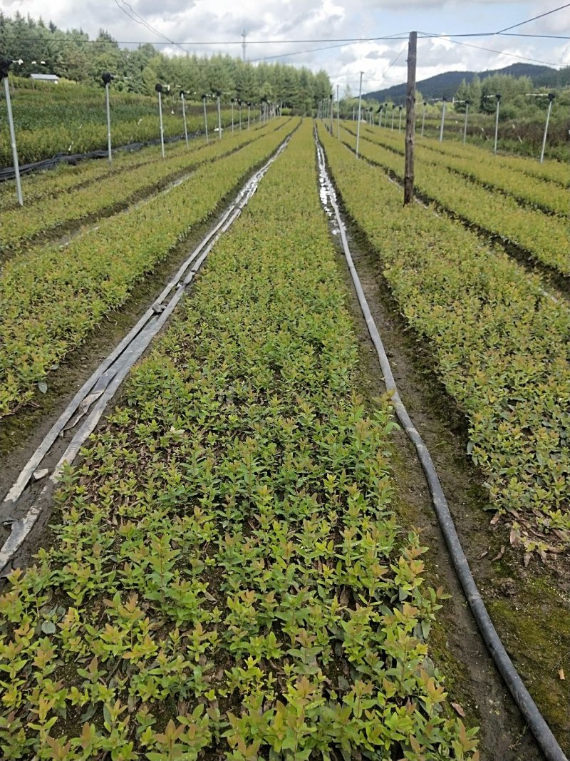 蓝靛果苗，山茄子苗。新品种，大果，丰产，
