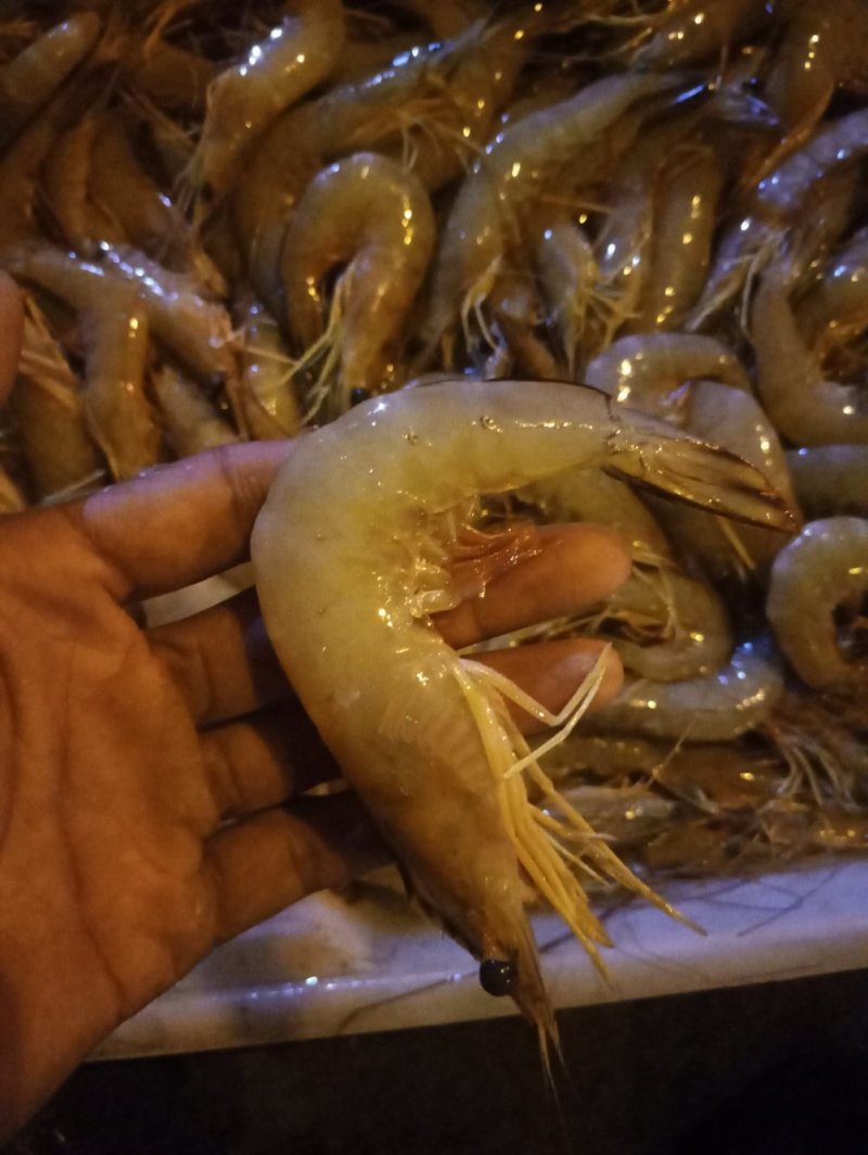 大白虾