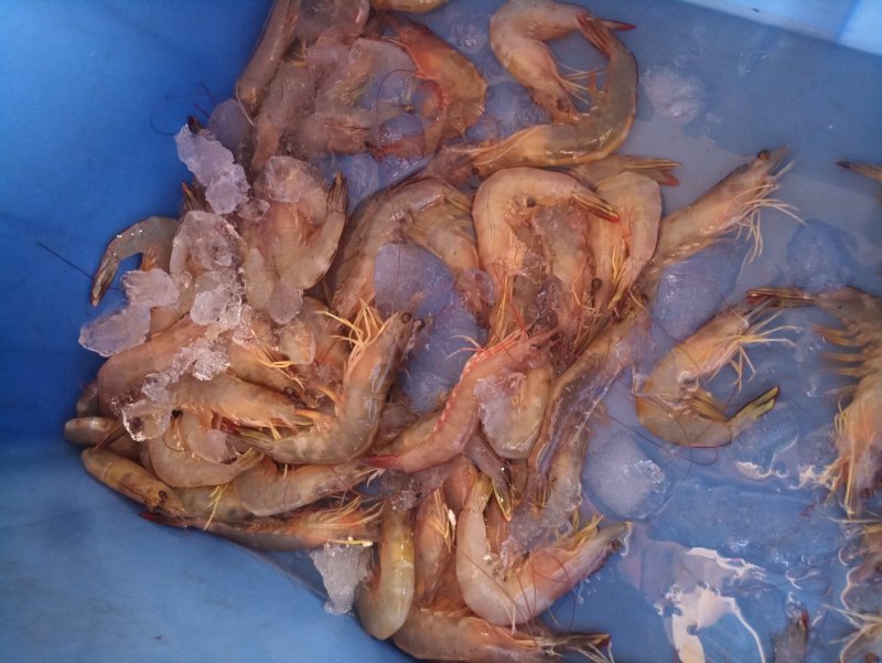 大白虾