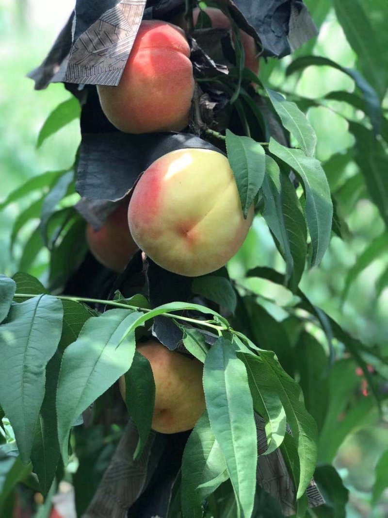永莲蜜桃水蜜桃
