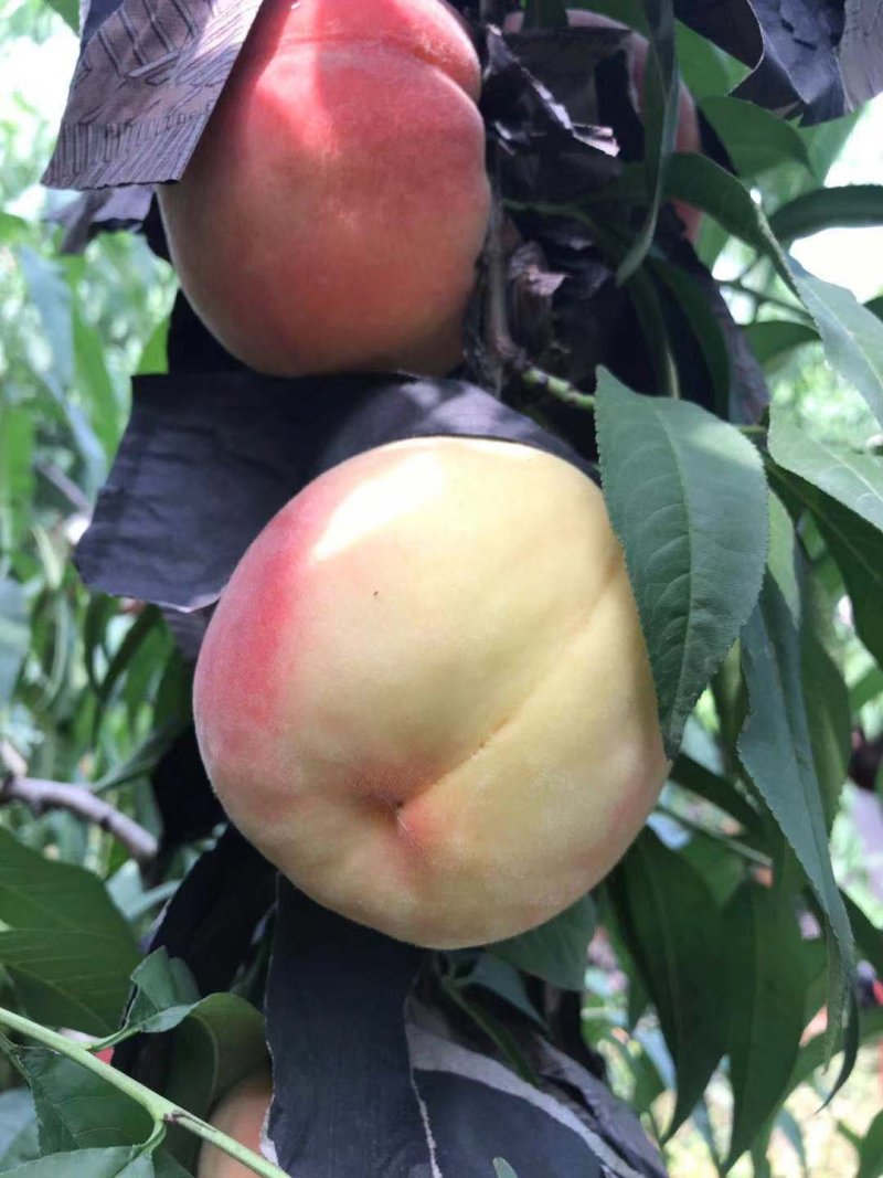 永莲蜜桃水蜜桃