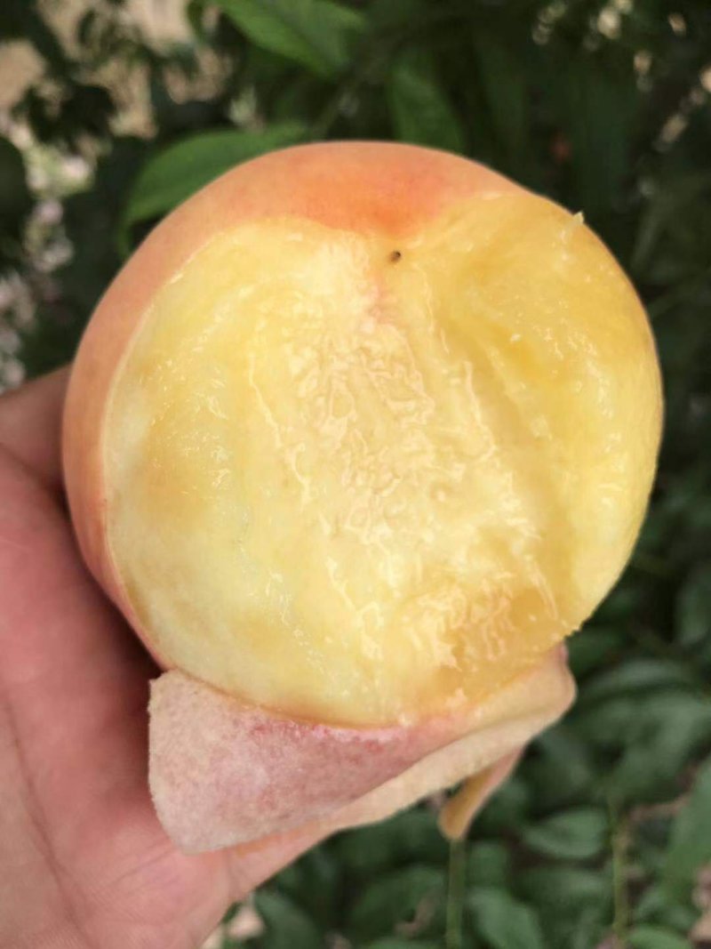 永莲蜜桃水蜜桃