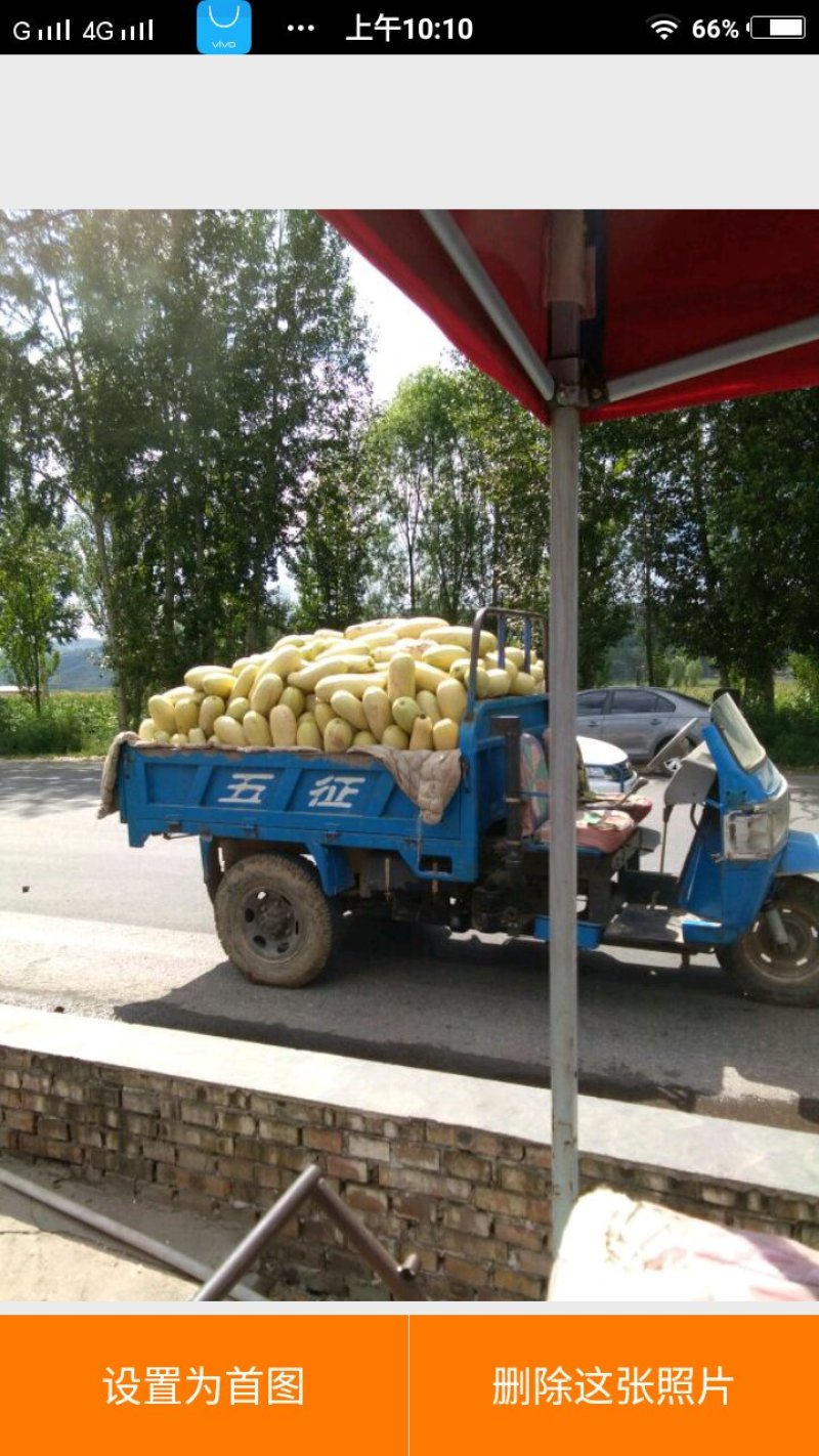 特大西葫芦