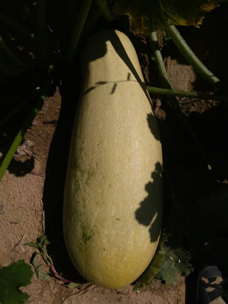 特大西葫芦