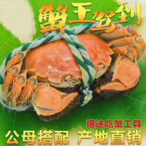 大闸蟹准备上市了批发零售一条龙经营