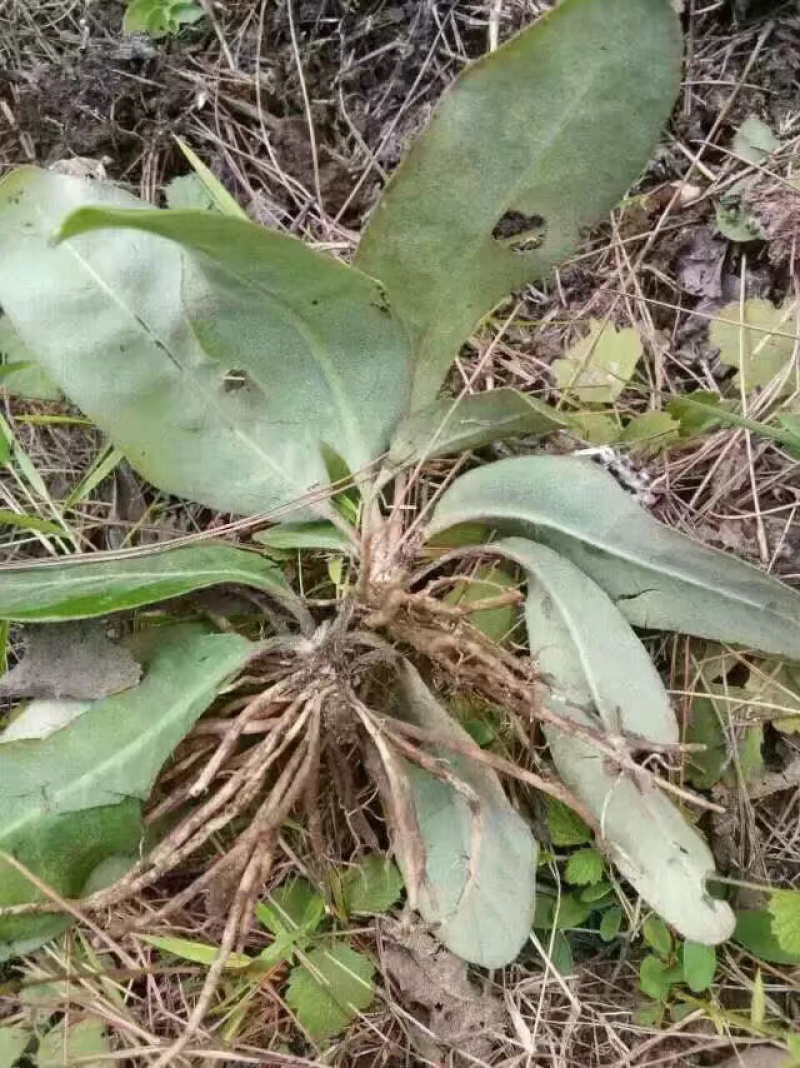 白头翁，毛大丁干货包邮