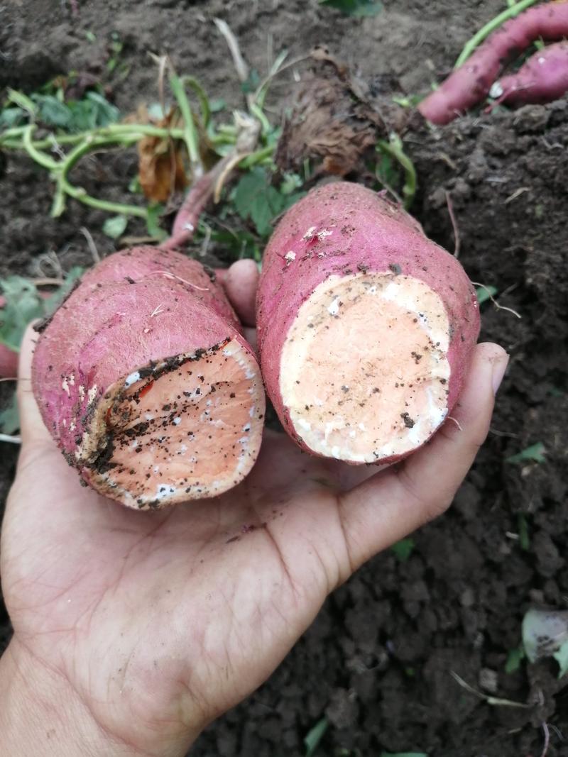 [推荐]西瓜红红薯三两以上大量现货需要联系