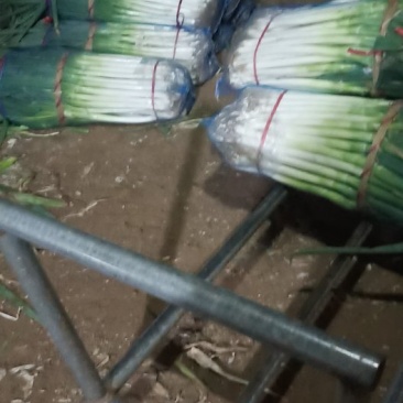 大葱长年加工大葱，质量好价格低，一次合作终生朋友。