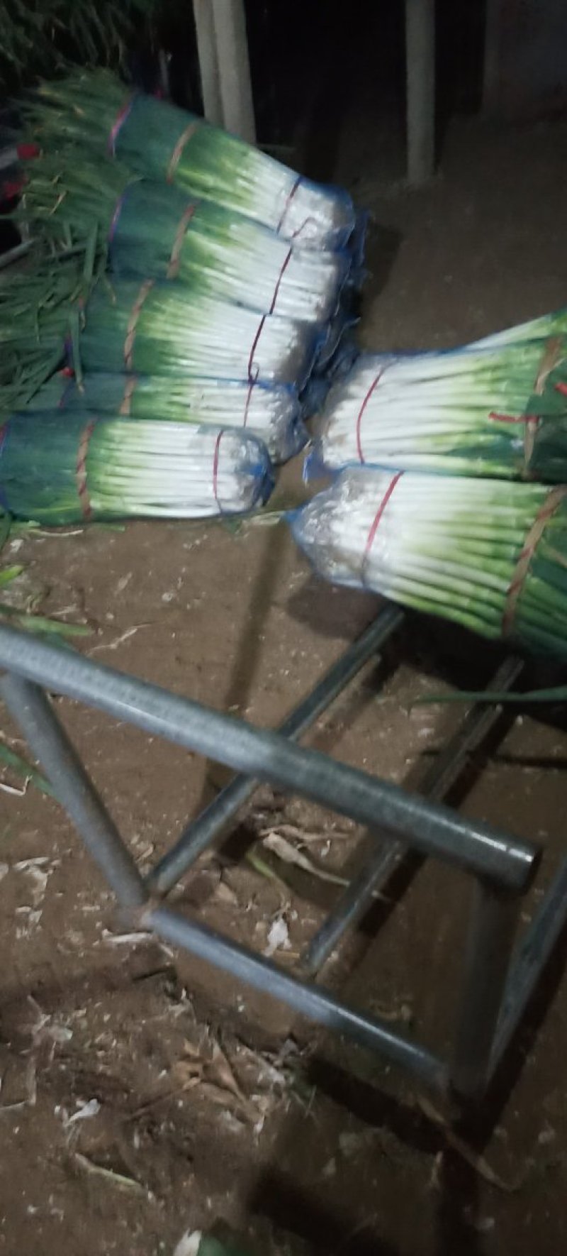 大葱长年加工大葱，质量好价格低，一次合作终生朋友。