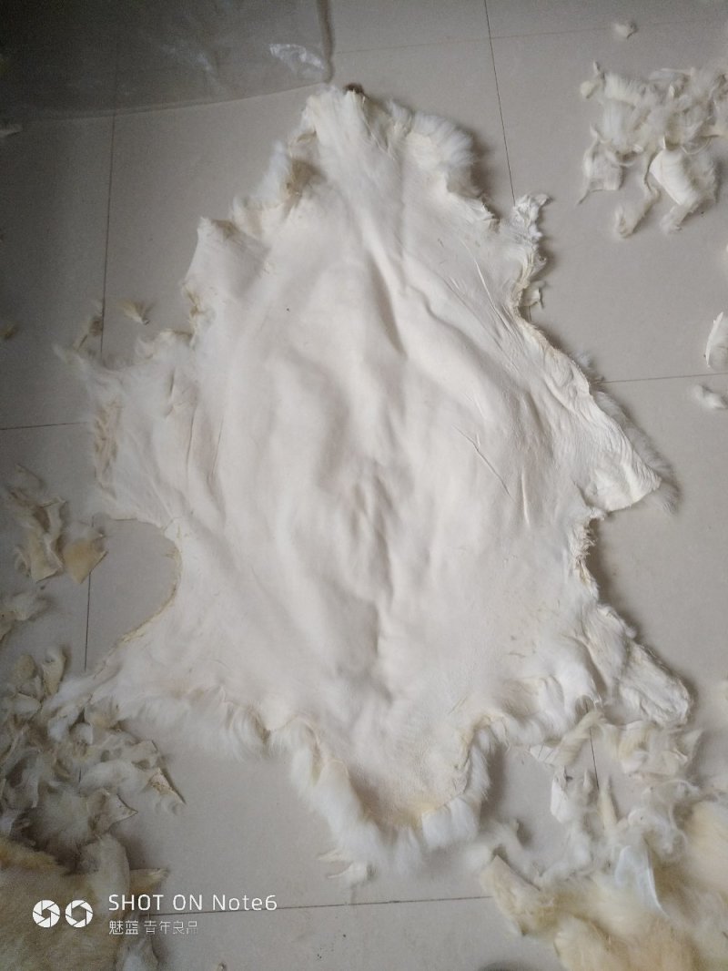 羊皮