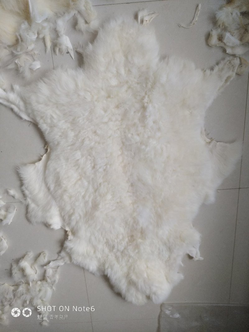 羊皮