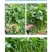 进口耐热香菜种子香味浓基地专用