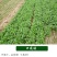 进口耐热香菜种子香味浓基地专用