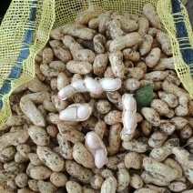 大白沙鲜花生，大量上市，过筛子，手挑果