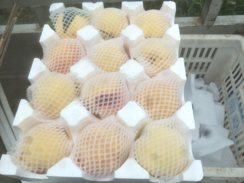 新品种油潘7、油潘7-7、中潘11、风味天后桃苗等、现挖
