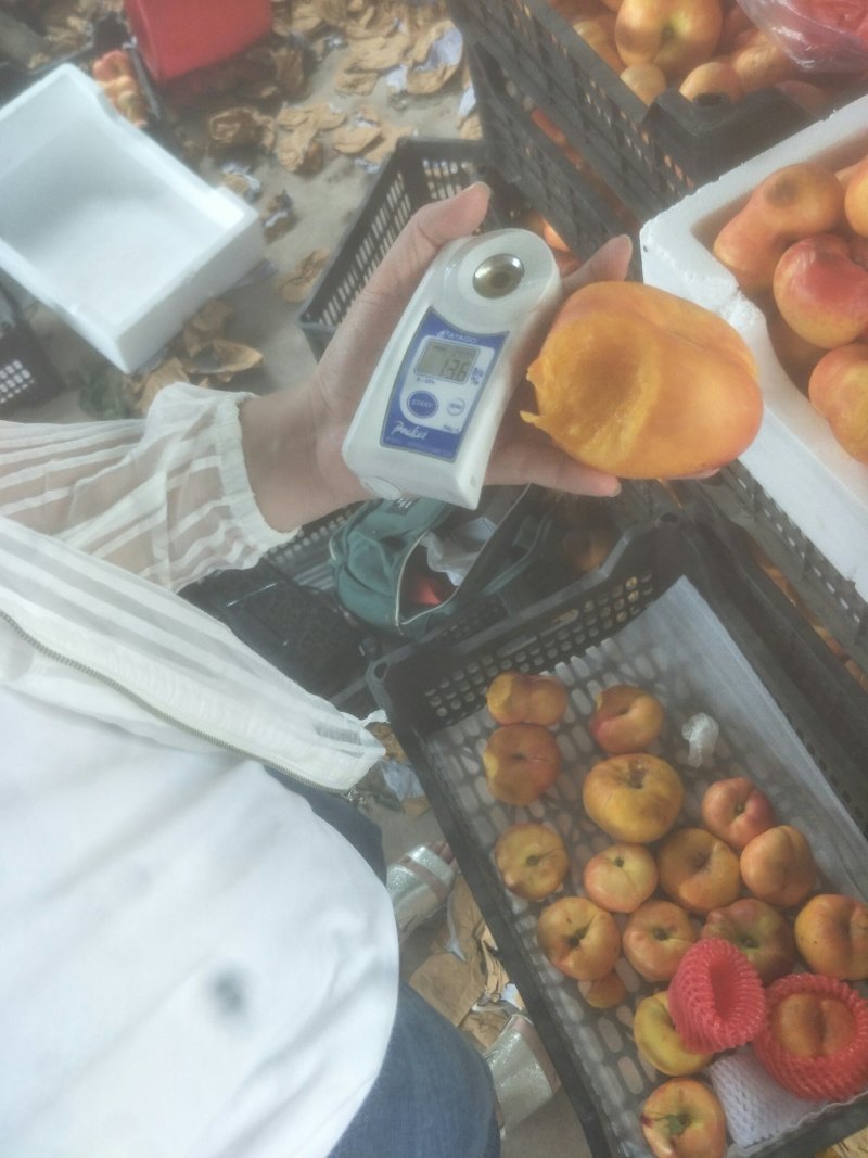 新品种油潘7、油潘7-7、中潘11、风味天后桃苗等、现挖