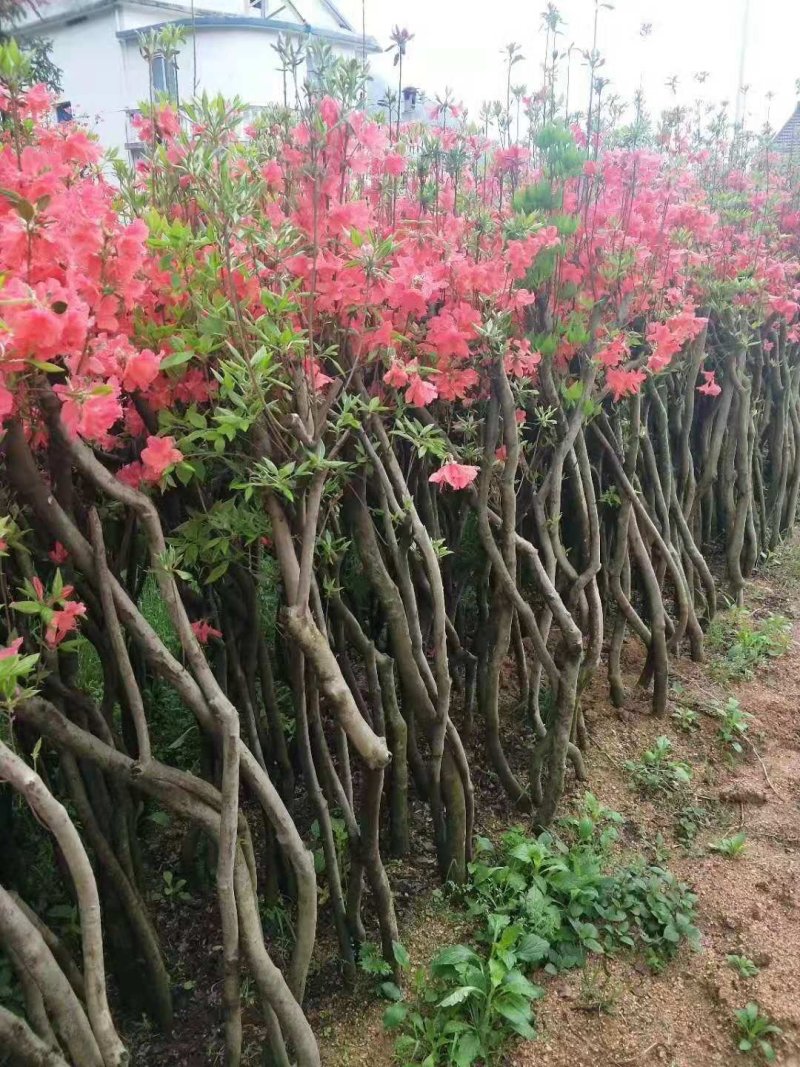映山红树桩