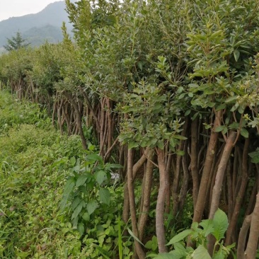 映山红树桩