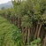 映山红树桩