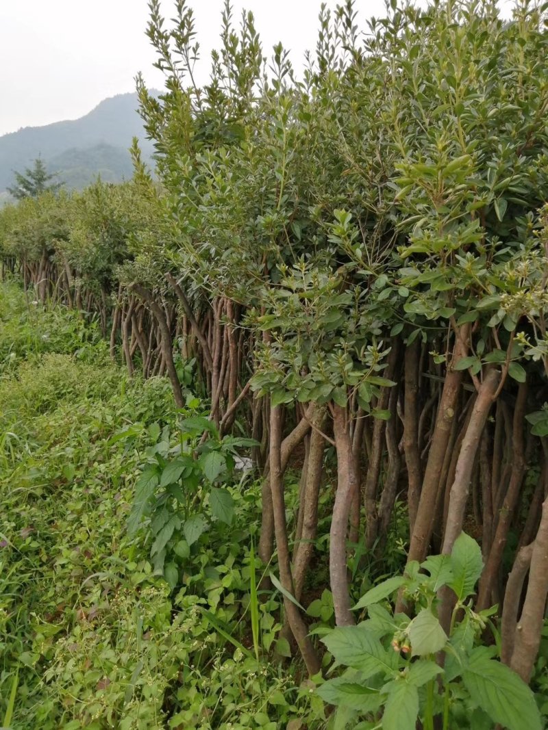 映山红树桩