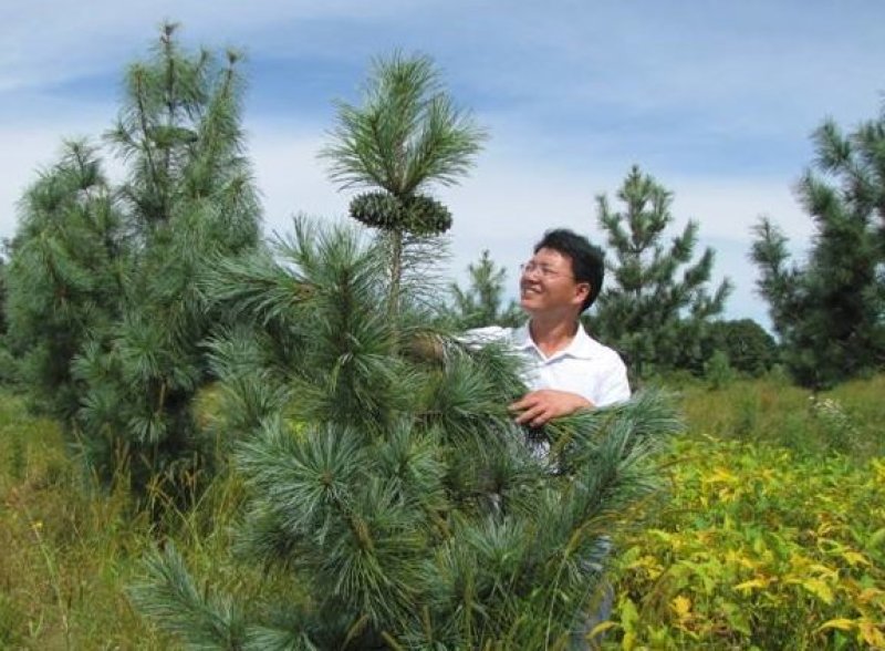 塔松红松嫁接塔松红松嫁接苗基地直供浩海浆果