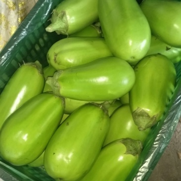 河南周口优质大棚青皮茄子陆续大量上市求合作