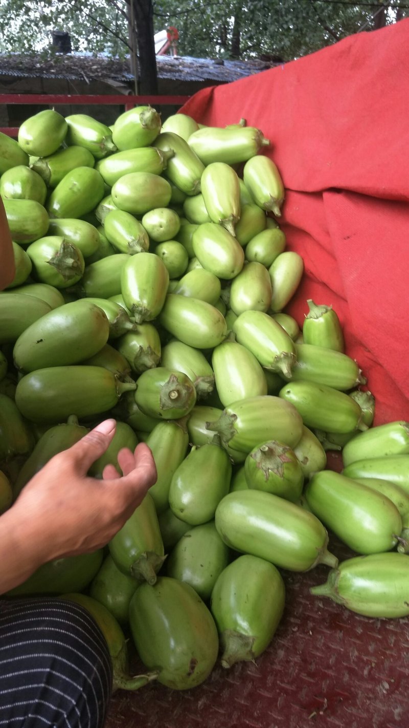河南周口优质大棚青皮茄子陆续大量上市求合作