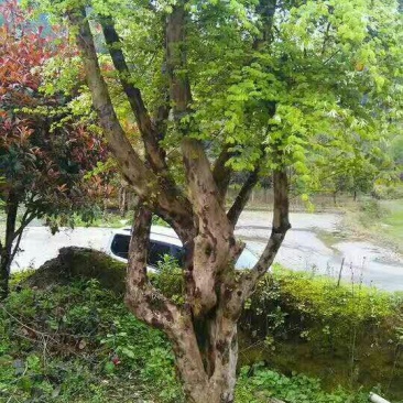 奇异苗木合作社