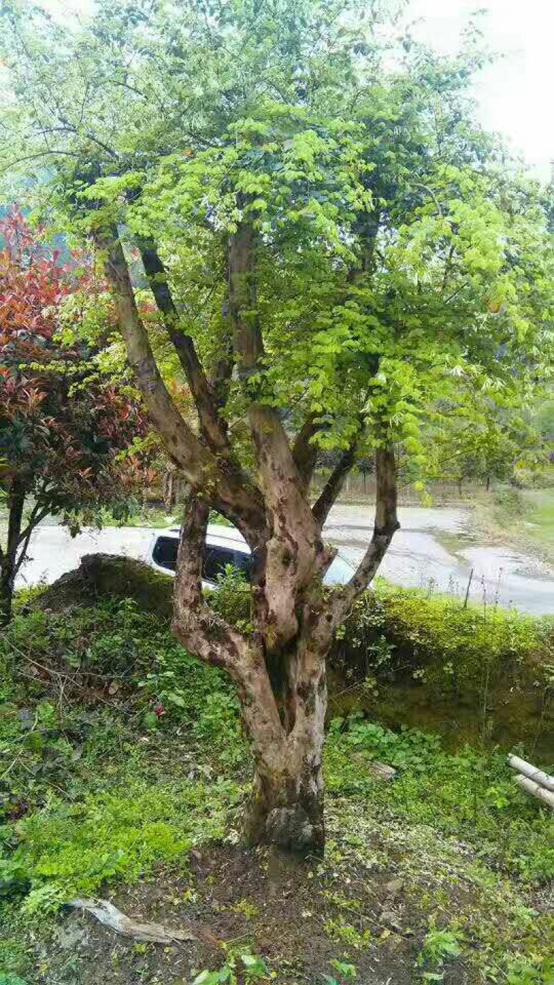 奇异苗木合作社
