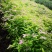 低价出售各品种绣线菊，金山、金焰青叶绣线菊