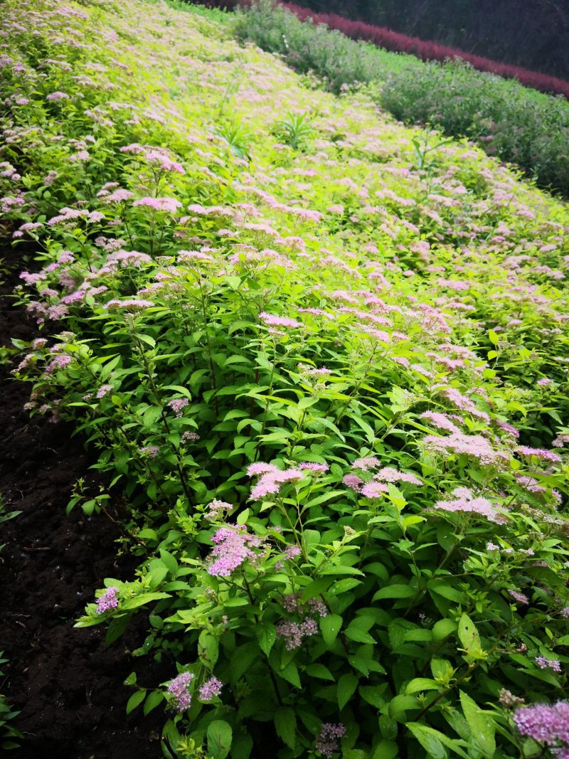 低价出售各品种绣线菊，金山、金焰青叶绣线菊