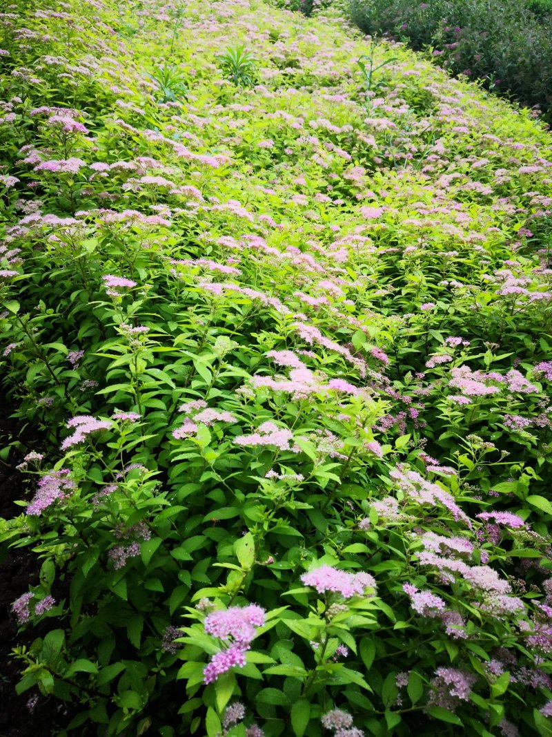 低价出售各品种绣线菊，金山、金焰青叶绣线菊