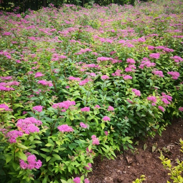低价出售各品种绣线菊，金山、金焰青叶绣线菊