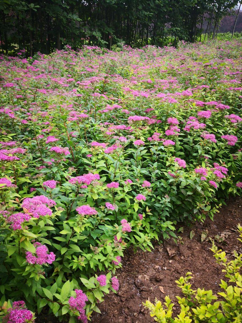 低价出售各品种绣线菊，金山、金焰青叶绣线菊