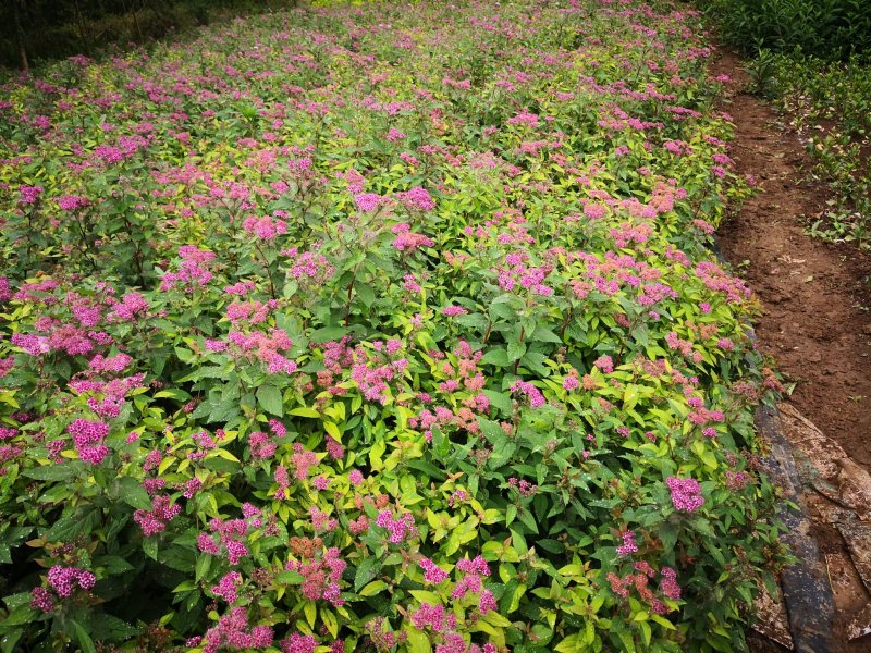 低价出售各品种绣线菊，金山、金焰青叶绣线菊