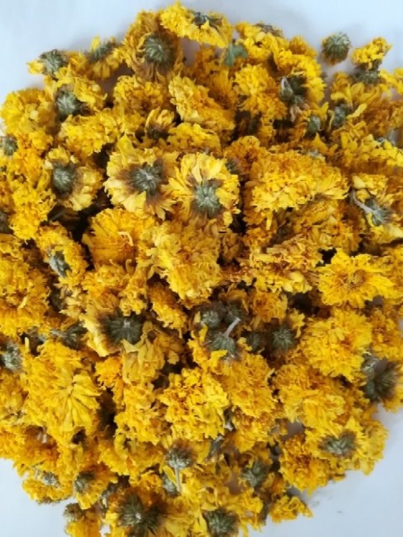 河南焦作怀菊花大量供应