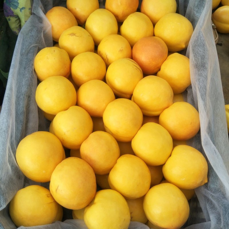 黄油桃