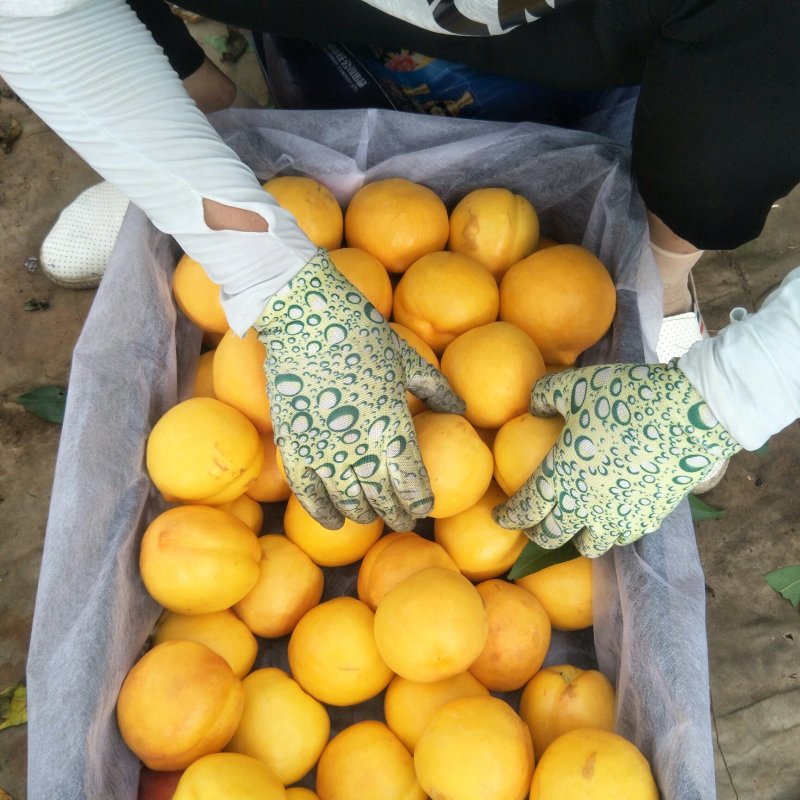 黄油桃
