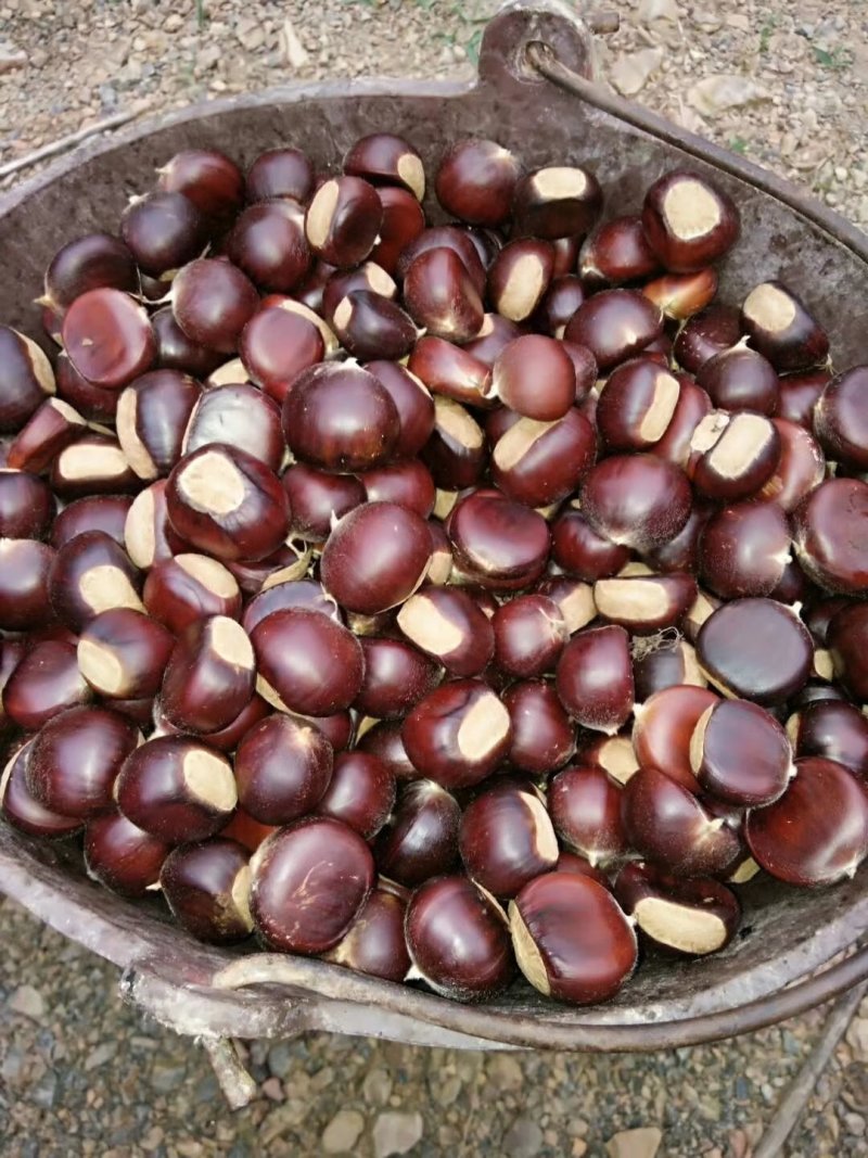 板栗