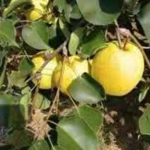 兰考酥梨大量出售光果散装1.0/斤60年老树