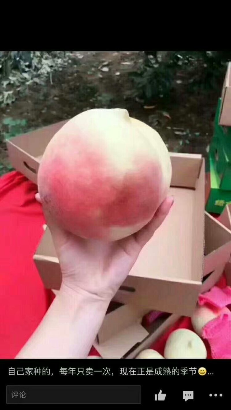 中华寿桃