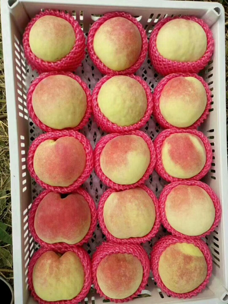 中华寿桃