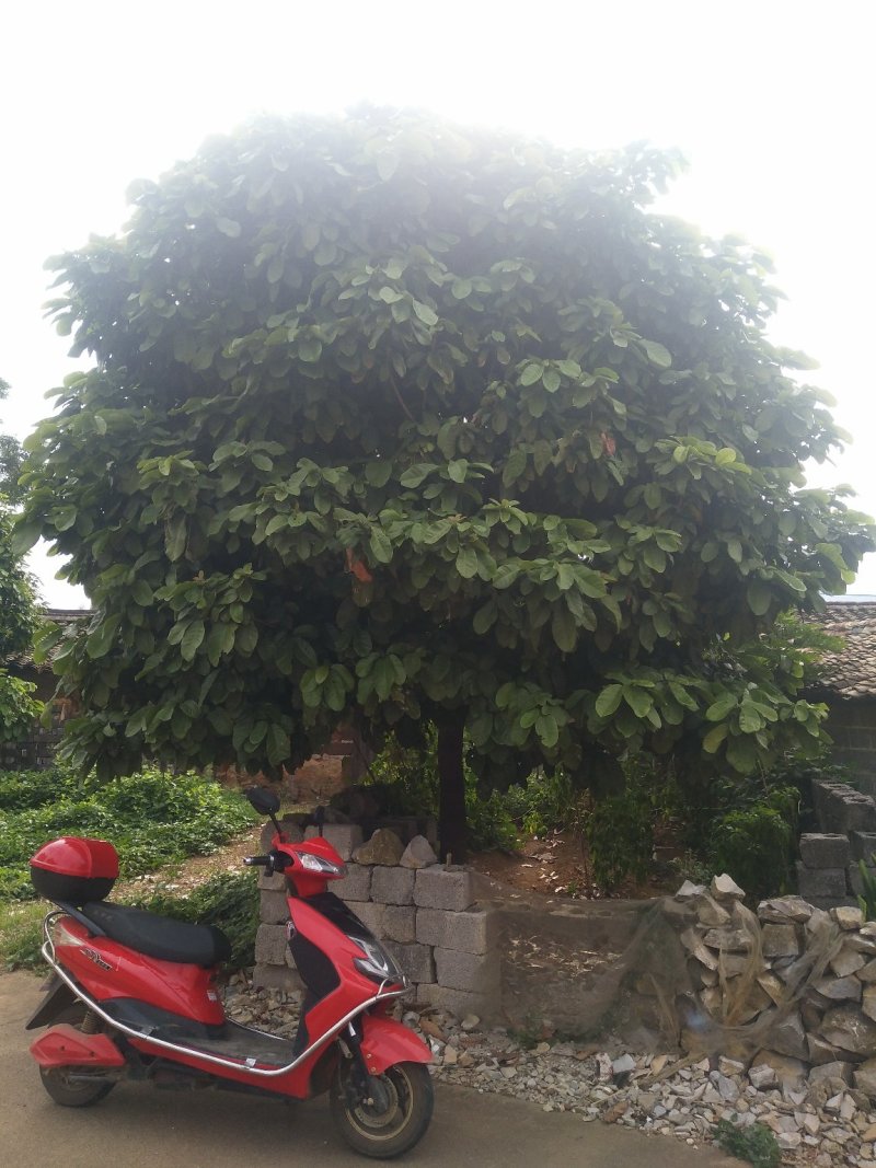 平婆《六旺树》