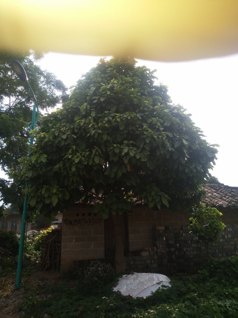 平婆《六旺树》