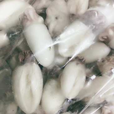 墨鱼仔深海墨鱼仔鱿鱼章鱼