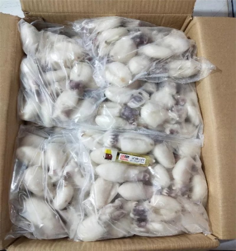 墨鱼仔深海墨鱼仔鱿鱼章鱼
