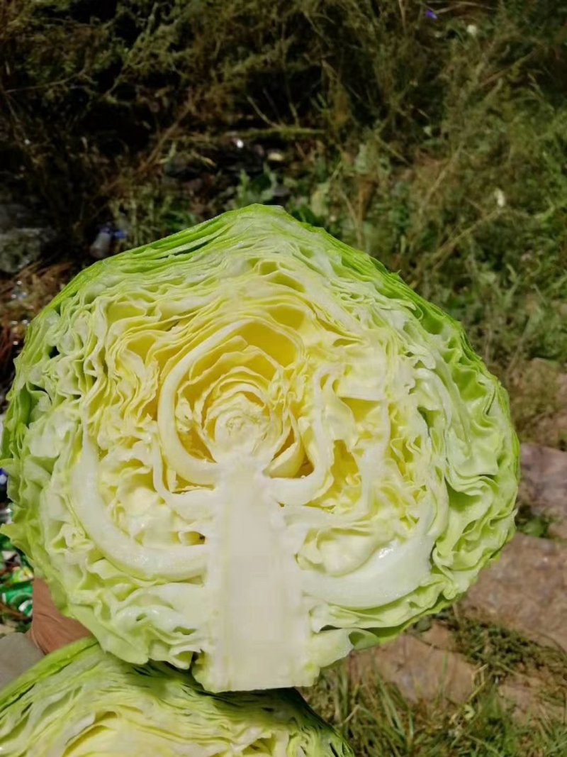 河北张家口甘蓝精品圆包菜基地直供，一手货源保质保量