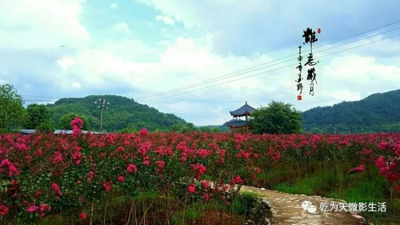 奇异苗木
