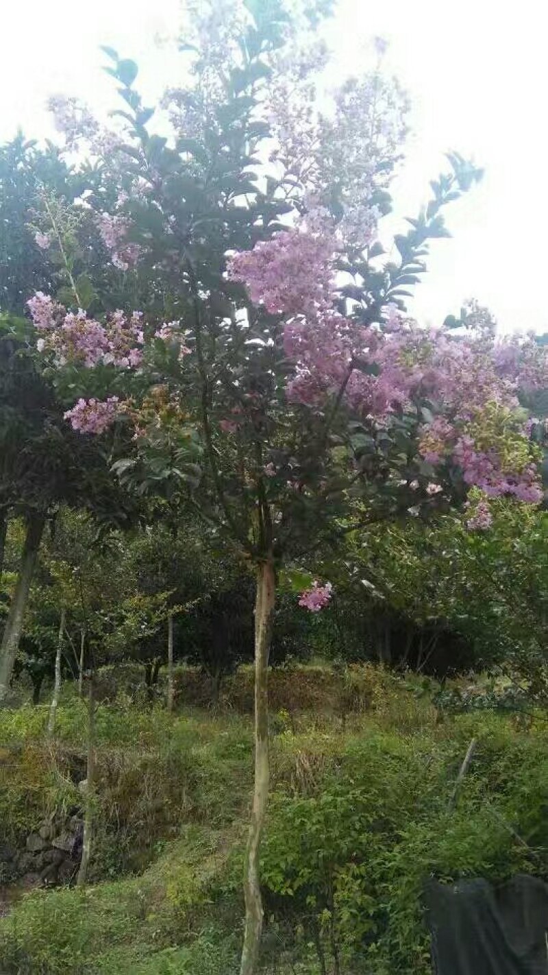 奇异苗木