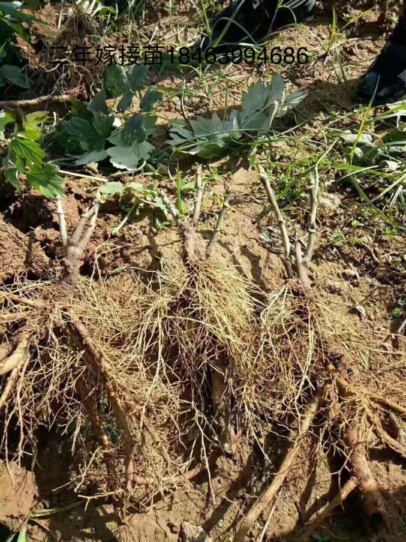观赏牡丹，观赏牡丹二年嫁接苗，保证品种